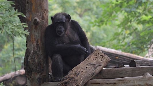 4k动物园的黑猩猩视频的预览图
