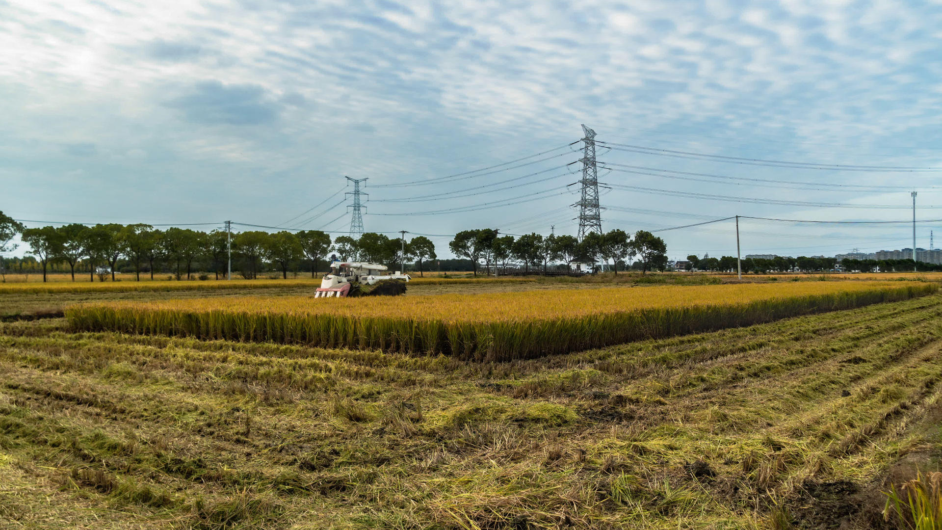 秋天水稻收割延时摄影视频的预览图