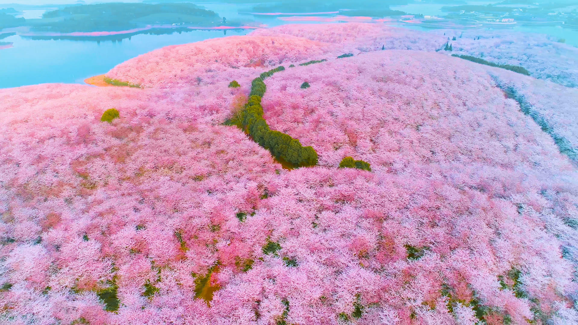 4K万亩樱花航拍视频的预览图