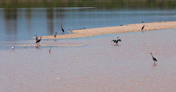 夏日森林河边野生动物合集鸭子水獭水鸟mov4096*2160PX视频素材