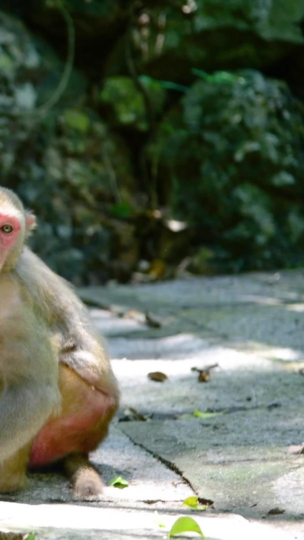 三亚鹿回头景区猴子视频的预览图