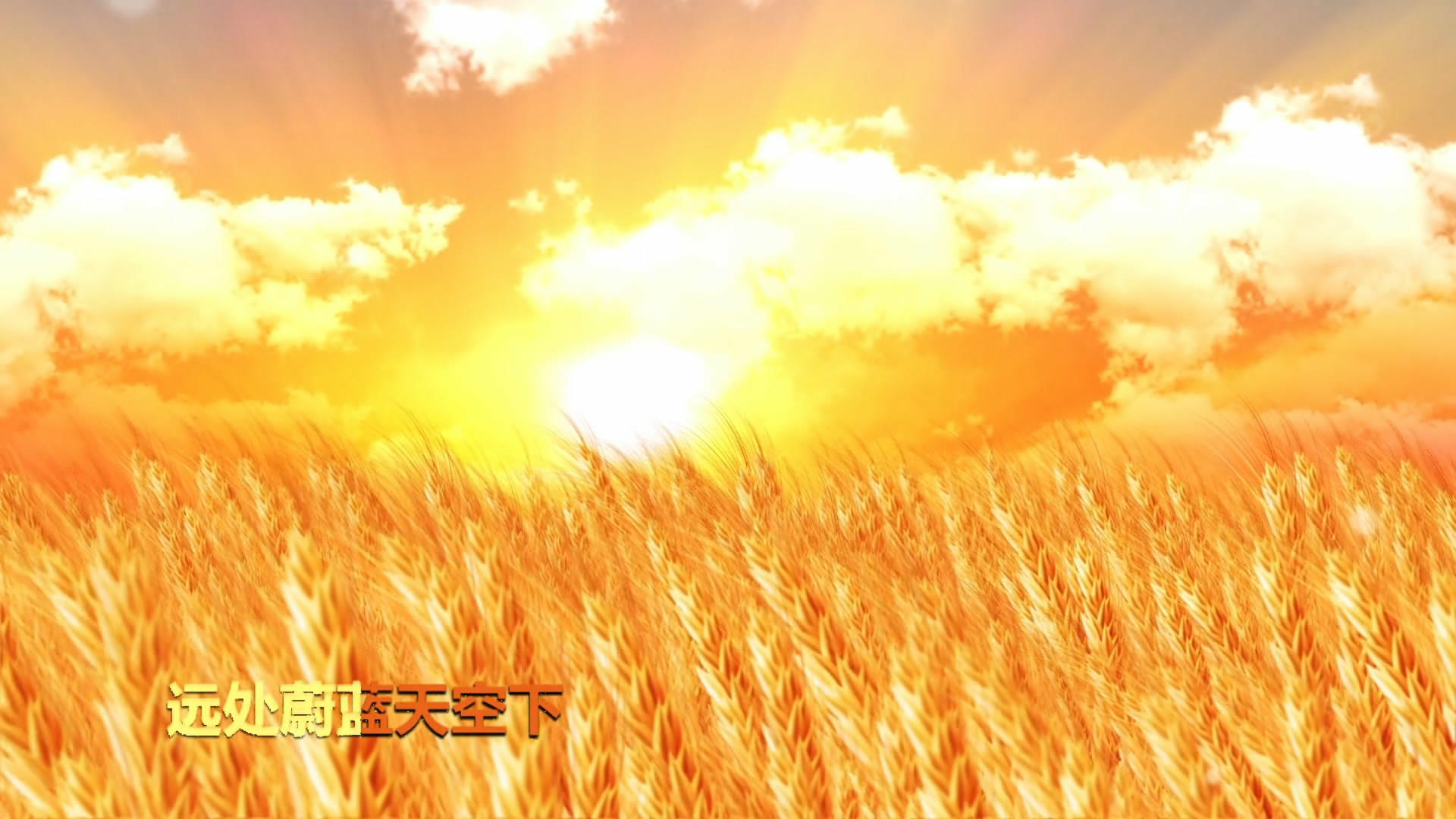 风吹麦浪歌舞背景,包含字幕版和不带字幕版两个素材(使用风吹麦浪歌曲)视频的预览图