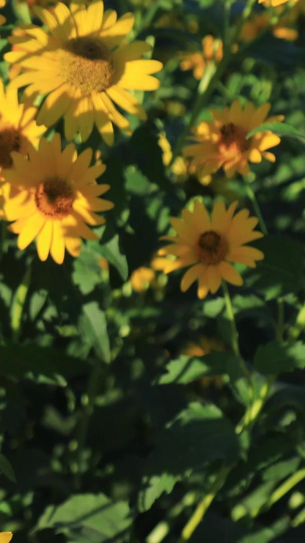 日光菊等盛开的花朵视频的预览图