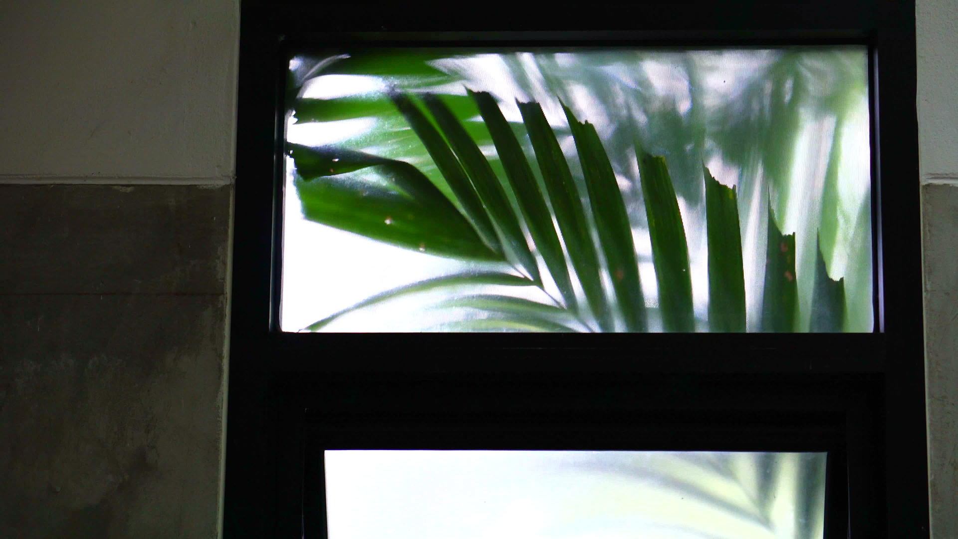 热带棕榈叶在房间窗外摇曳的视频视频的预览图