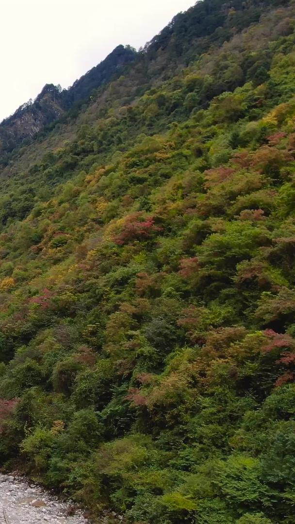 高原山谷中的彩林秋色视频视频的预览图