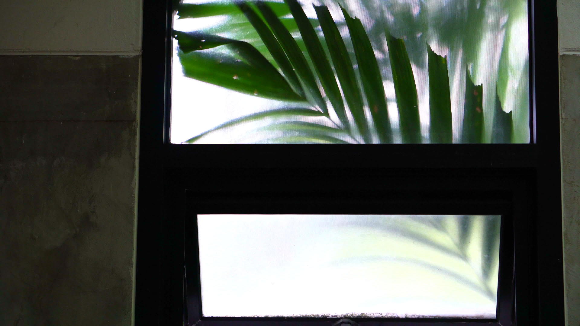 热带棕榈叶在房间窗外摇曳的视频4k视频的预览图