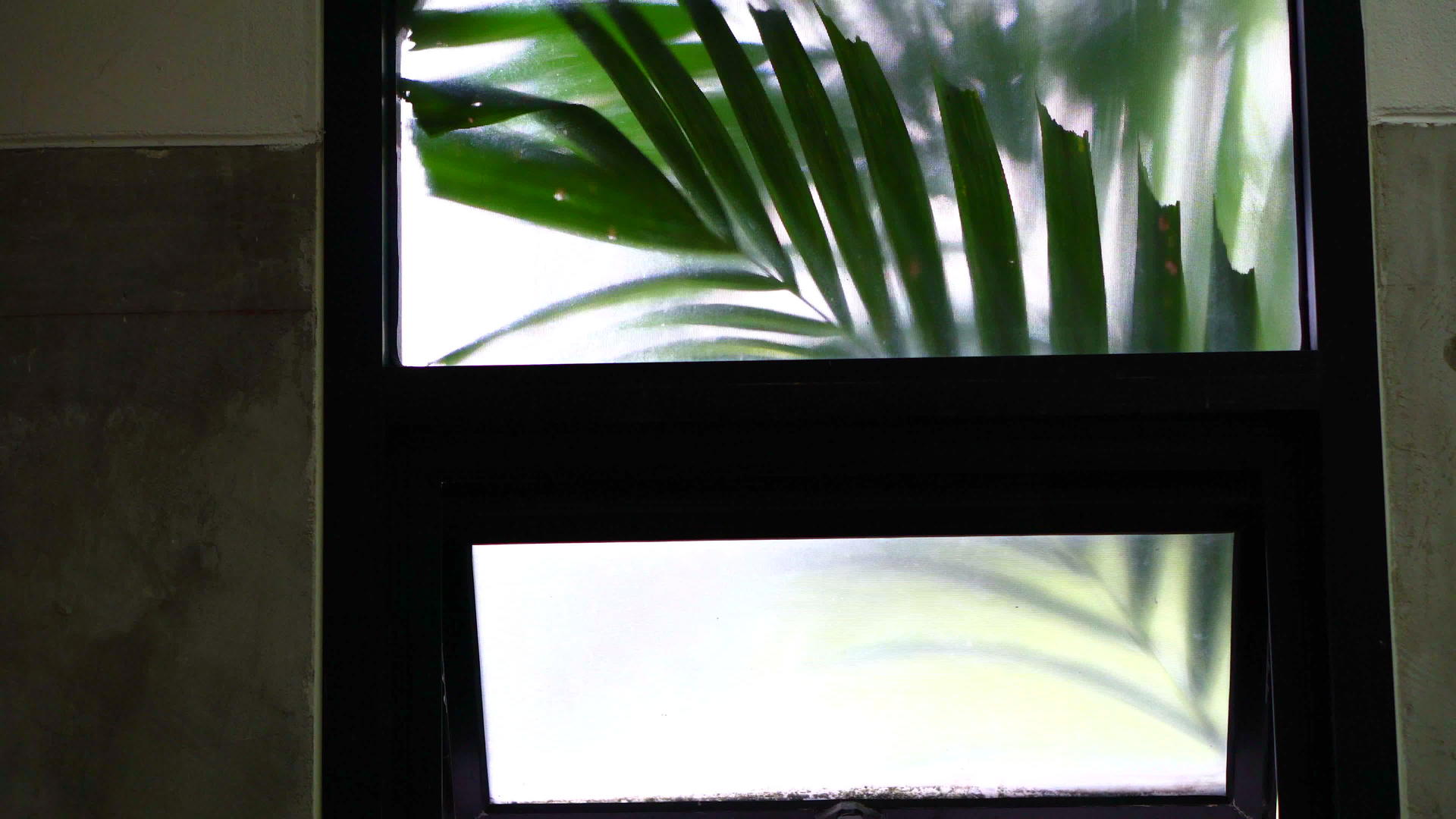 热带棕榈叶在房间窗外摇摇晃晃的视频4k视频的预览图