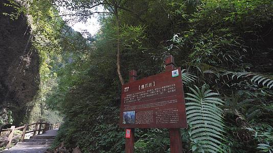 国家5A级旅游景区重庆黑山谷鹰爪岩视频的预览图