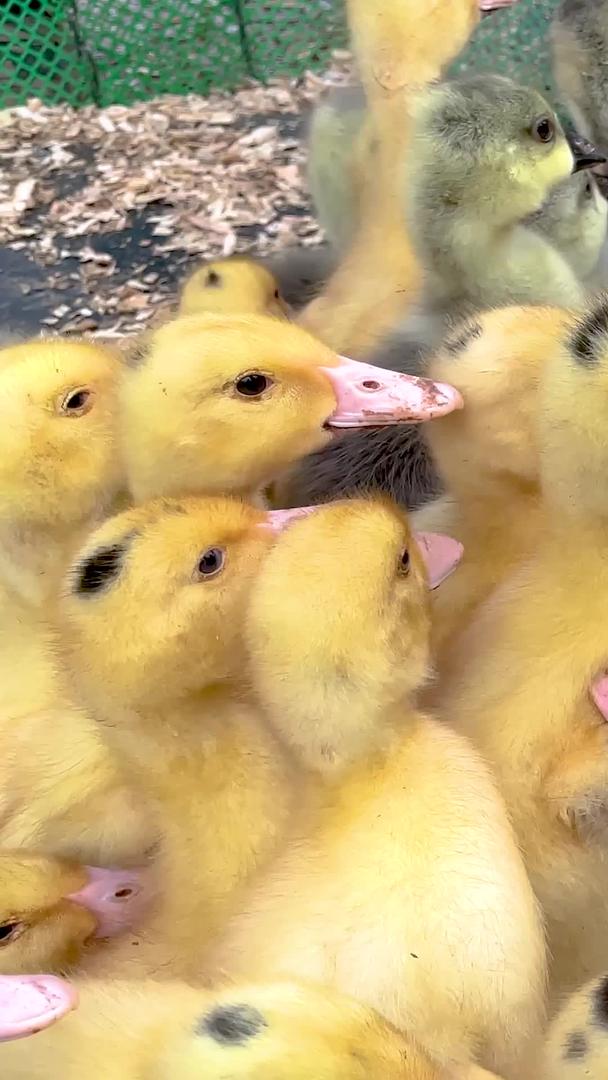 小鸭雏鸭幼苗家禽农业养殖实拍成群黄色视频视频的预览图