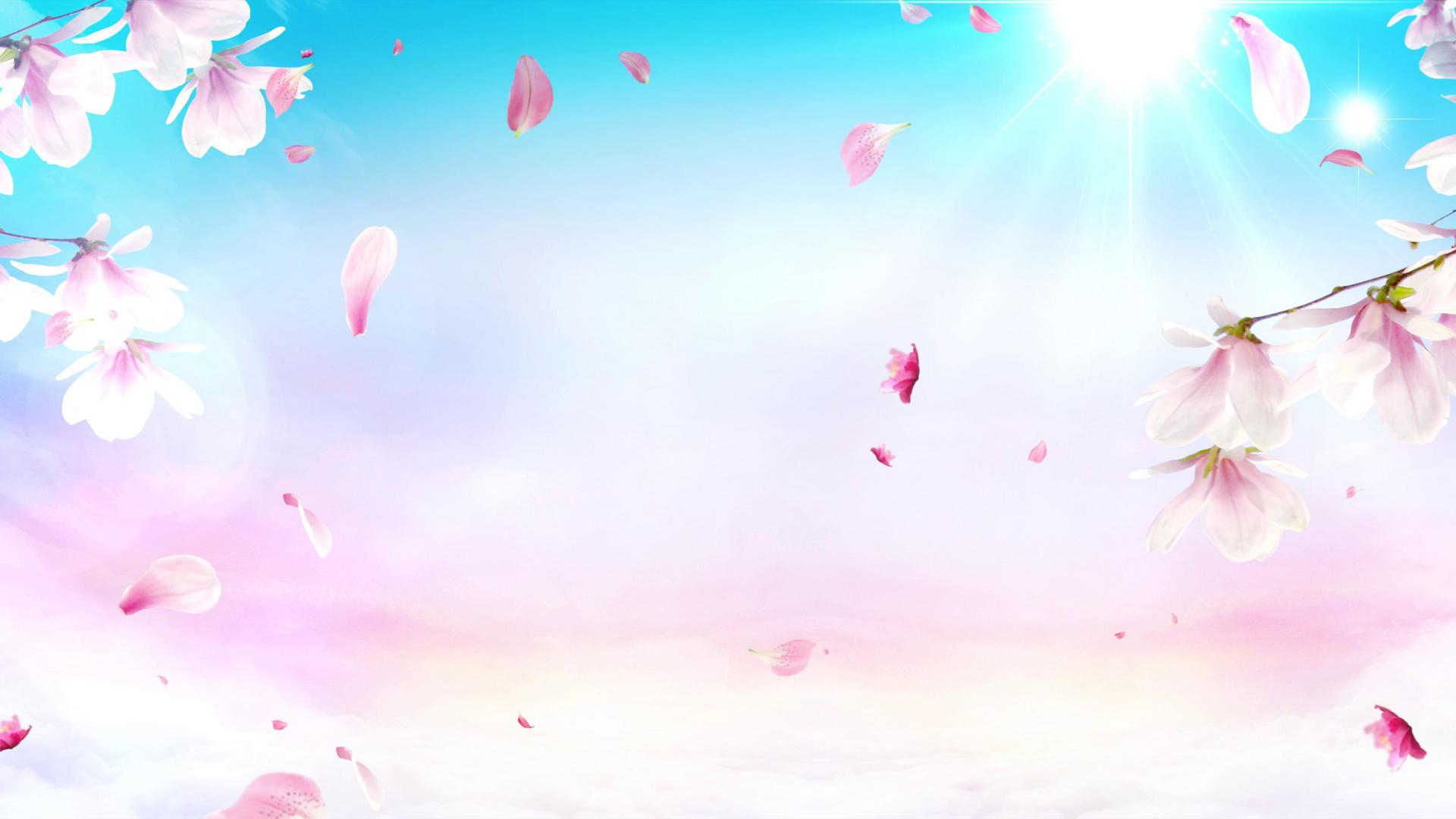 樱花花瓣飞舞视频的预览图