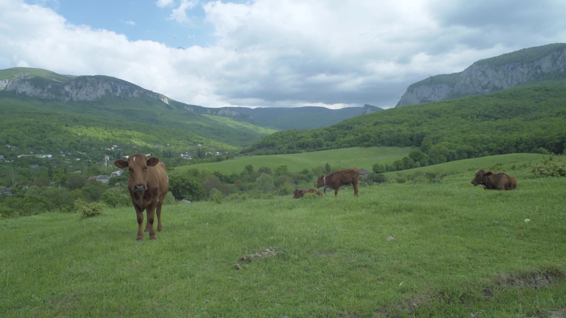 在山地牧场放牧的牛视频的预览图