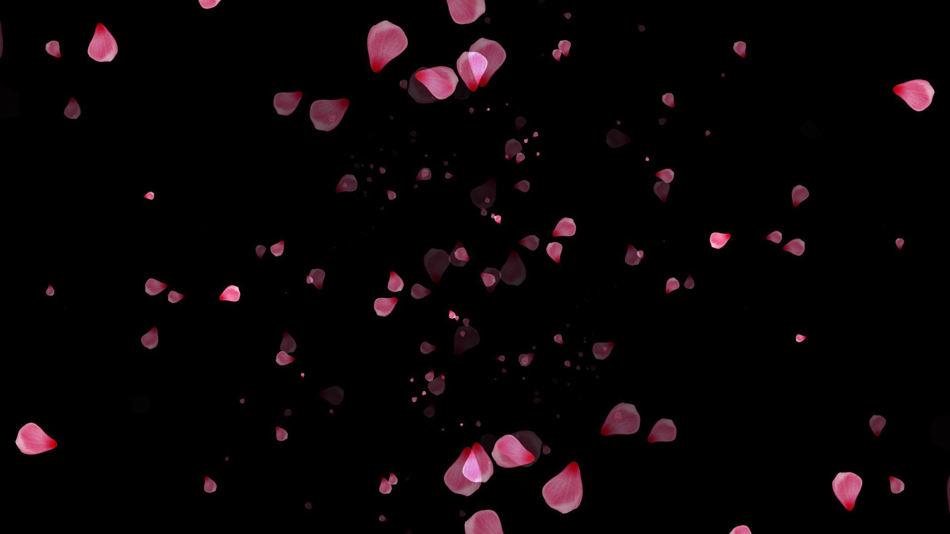 花瓣转场素材视频的预览图