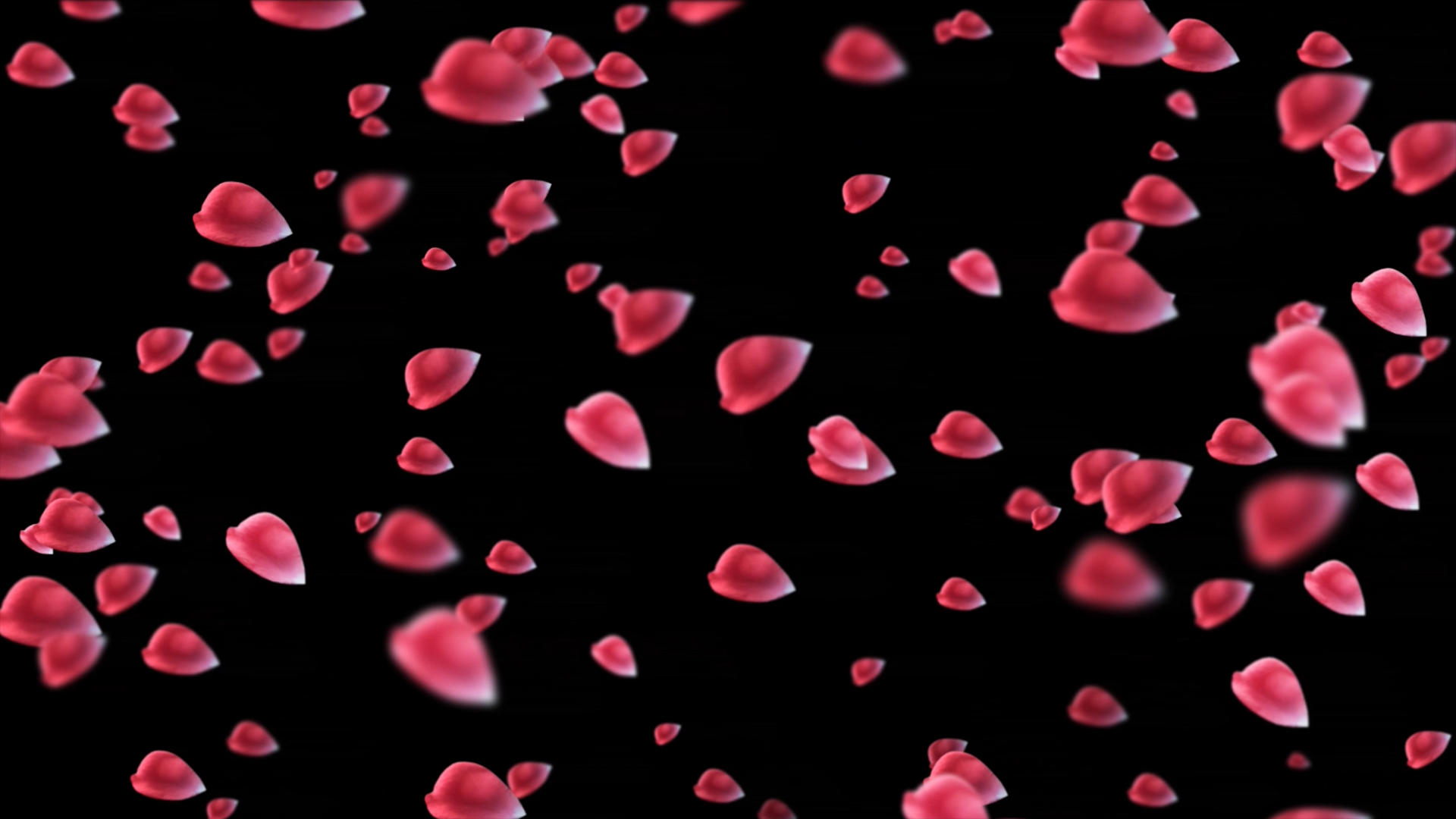 粒子玫瑰花飘落动画元素带透明度视频的预览图