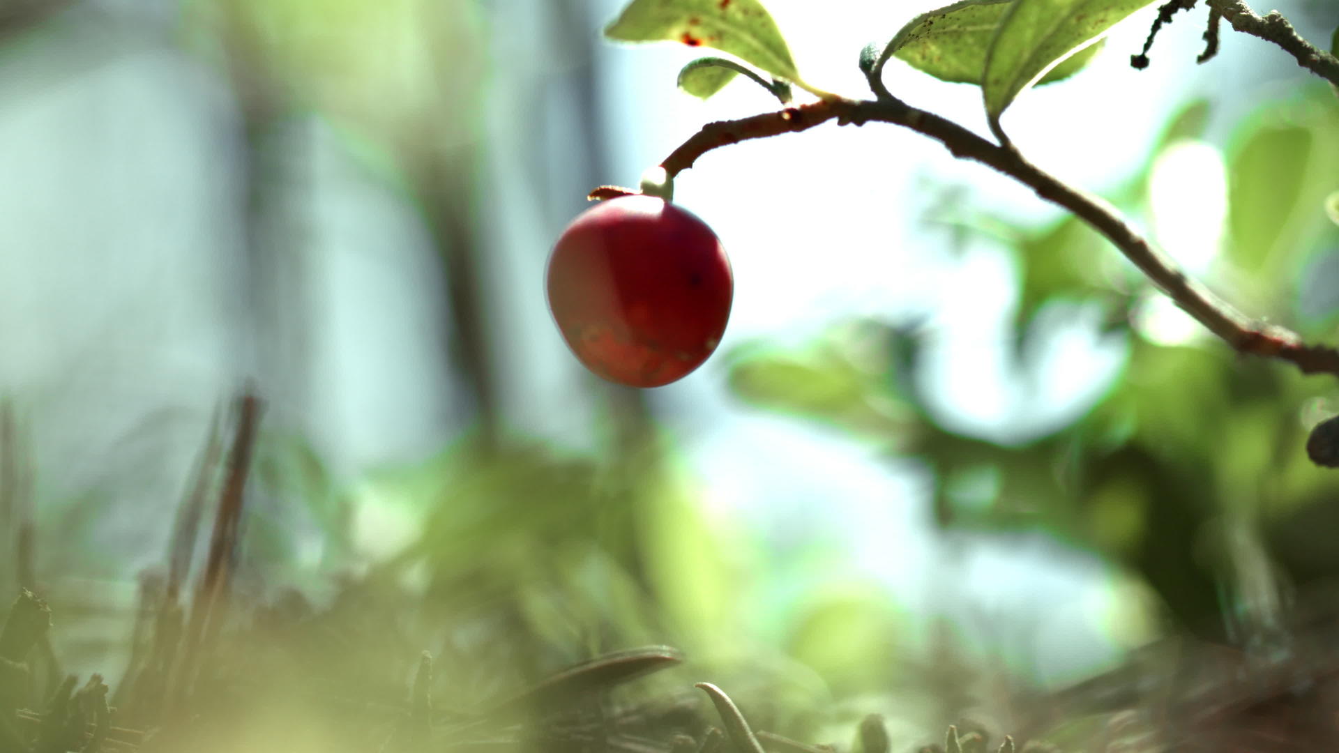 红莓只在森林里吃视频的预览图
