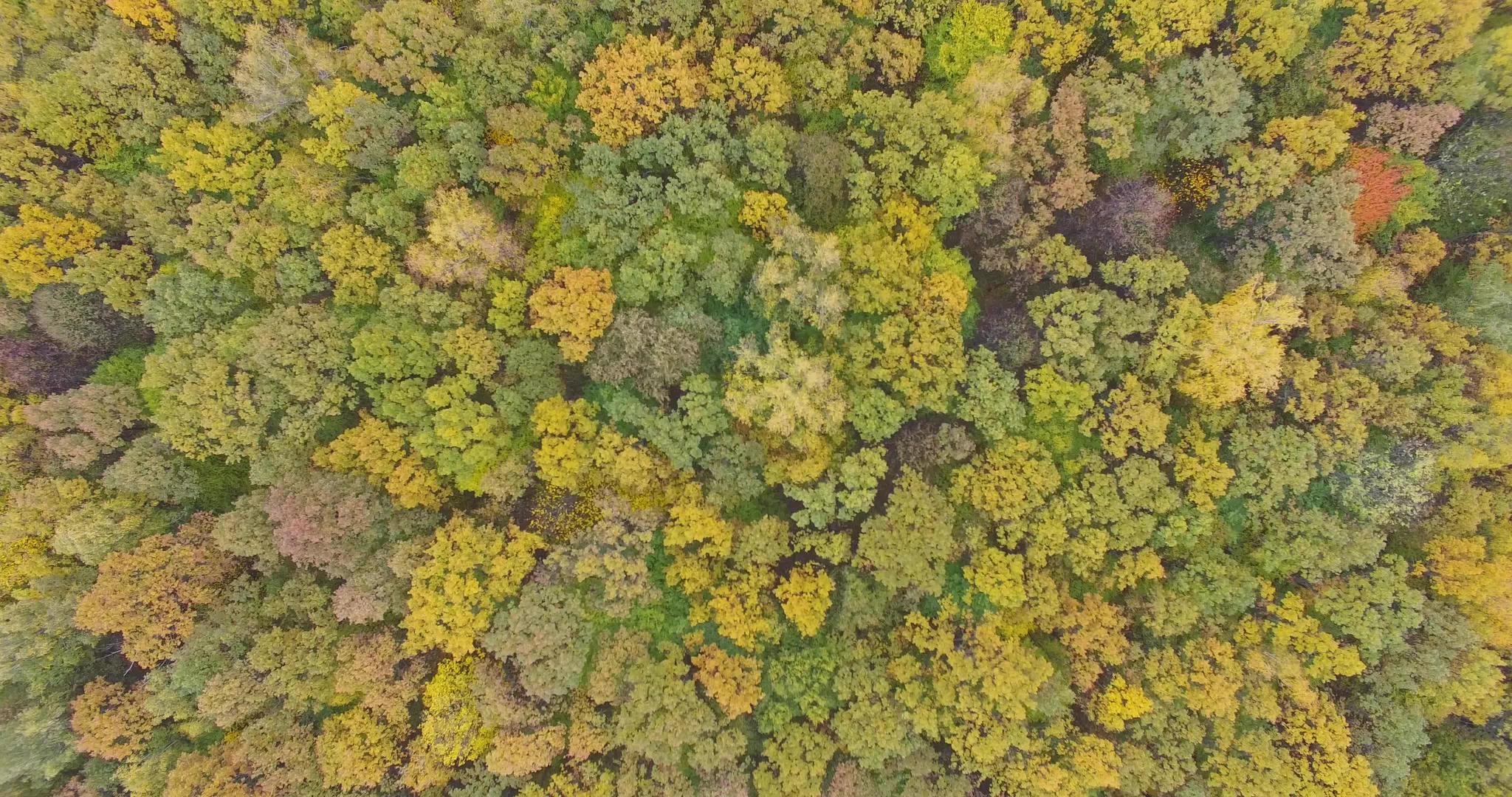 秋天4K森林树上的颜色变化视频的预览图