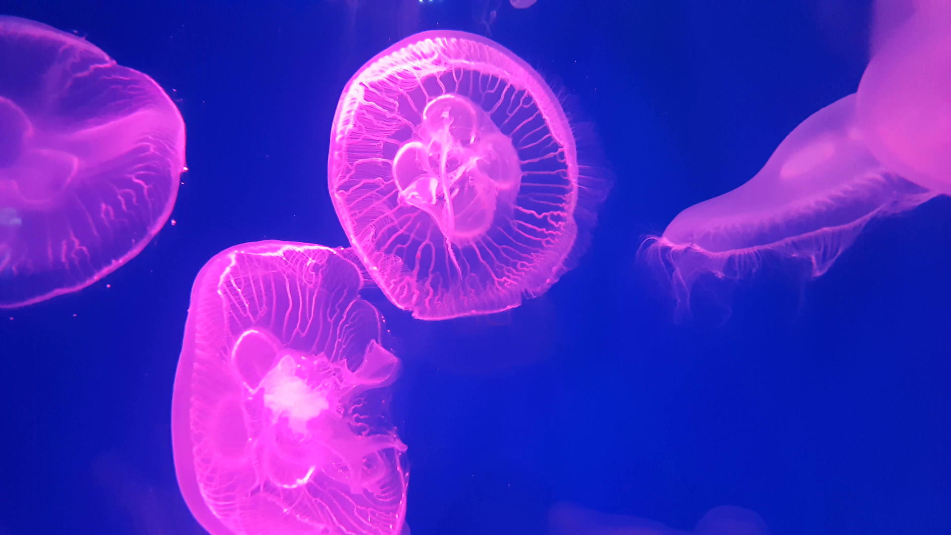 4K一群荧光粉水母在水族馆的池塘里游泳视频的预览图