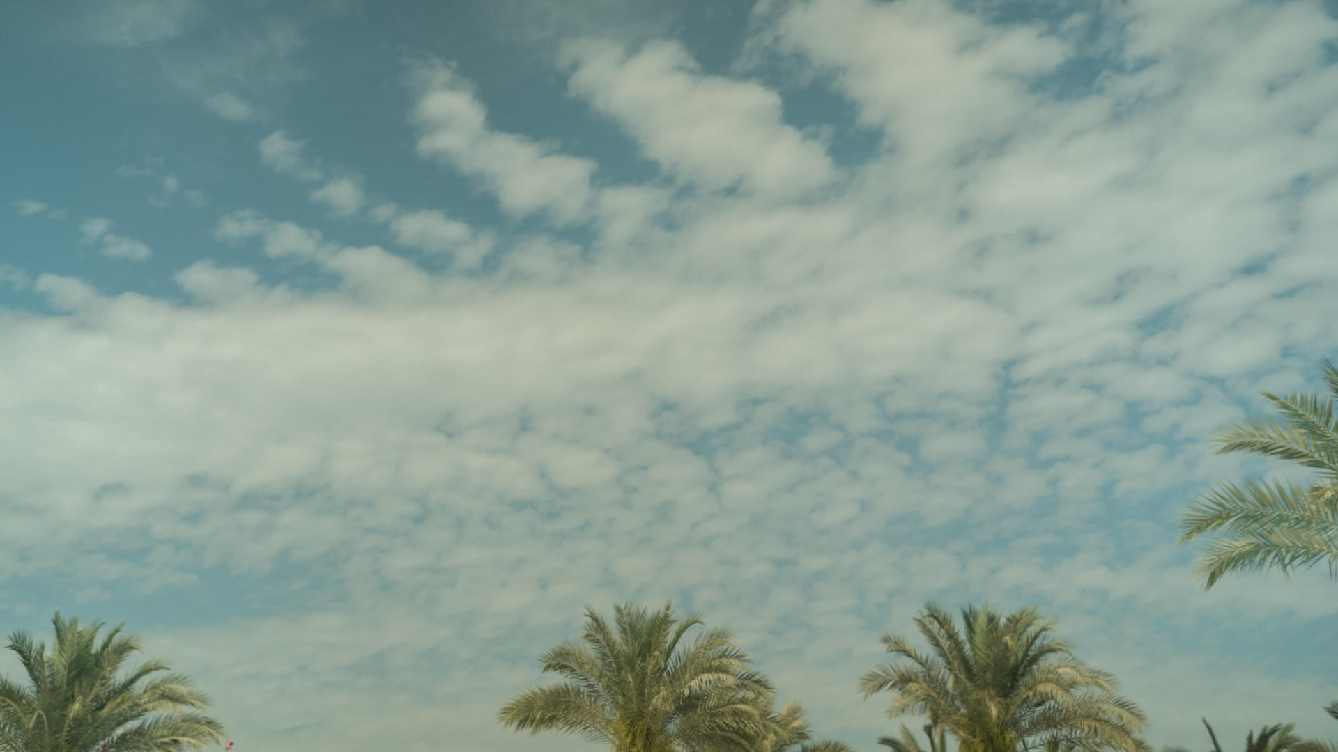 4K棕榈树和滚动云之间的时间间隔视频的预览图