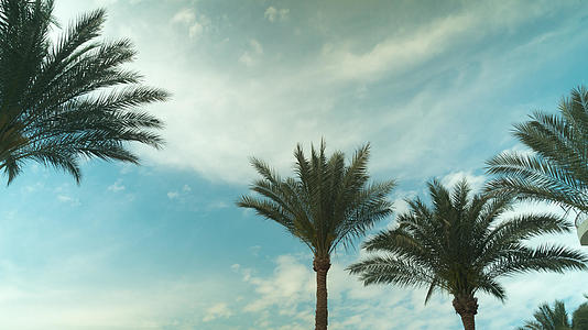 蓝天白云延时的棕榈树视频的预览图