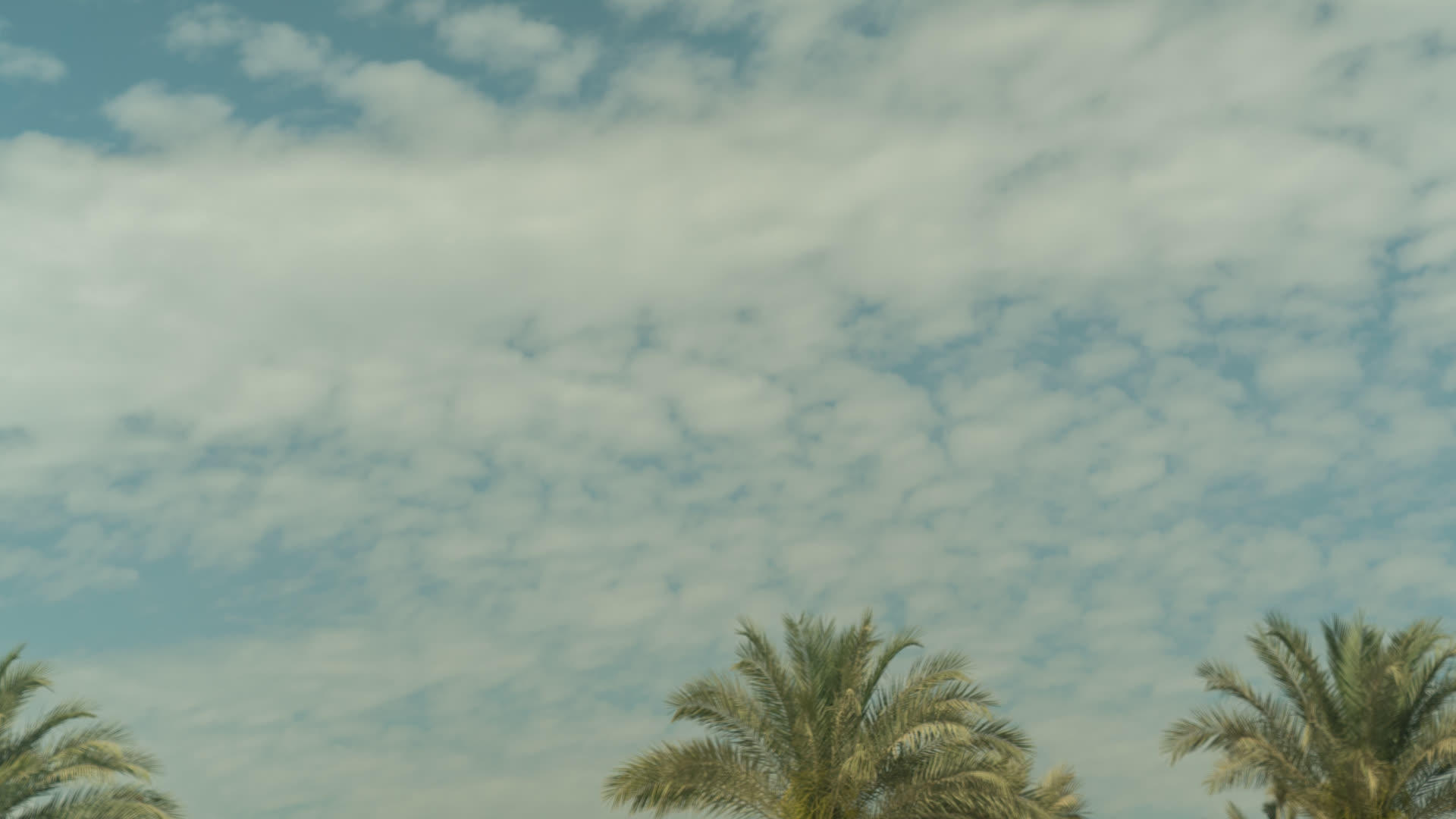 棕榈树云云时间间隔视频的预览图