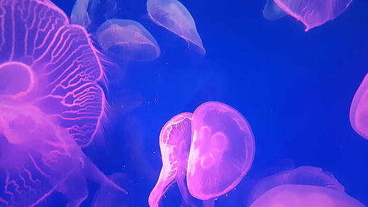 一群荧光粉水母在水族馆的池塘里游泳视频的预览图