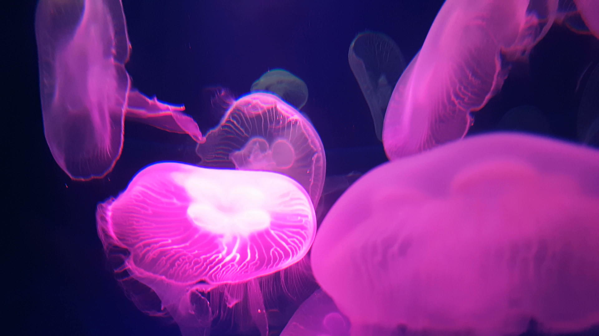 一群荧光粉水母在水族馆的池塘里游泳视频的预览图