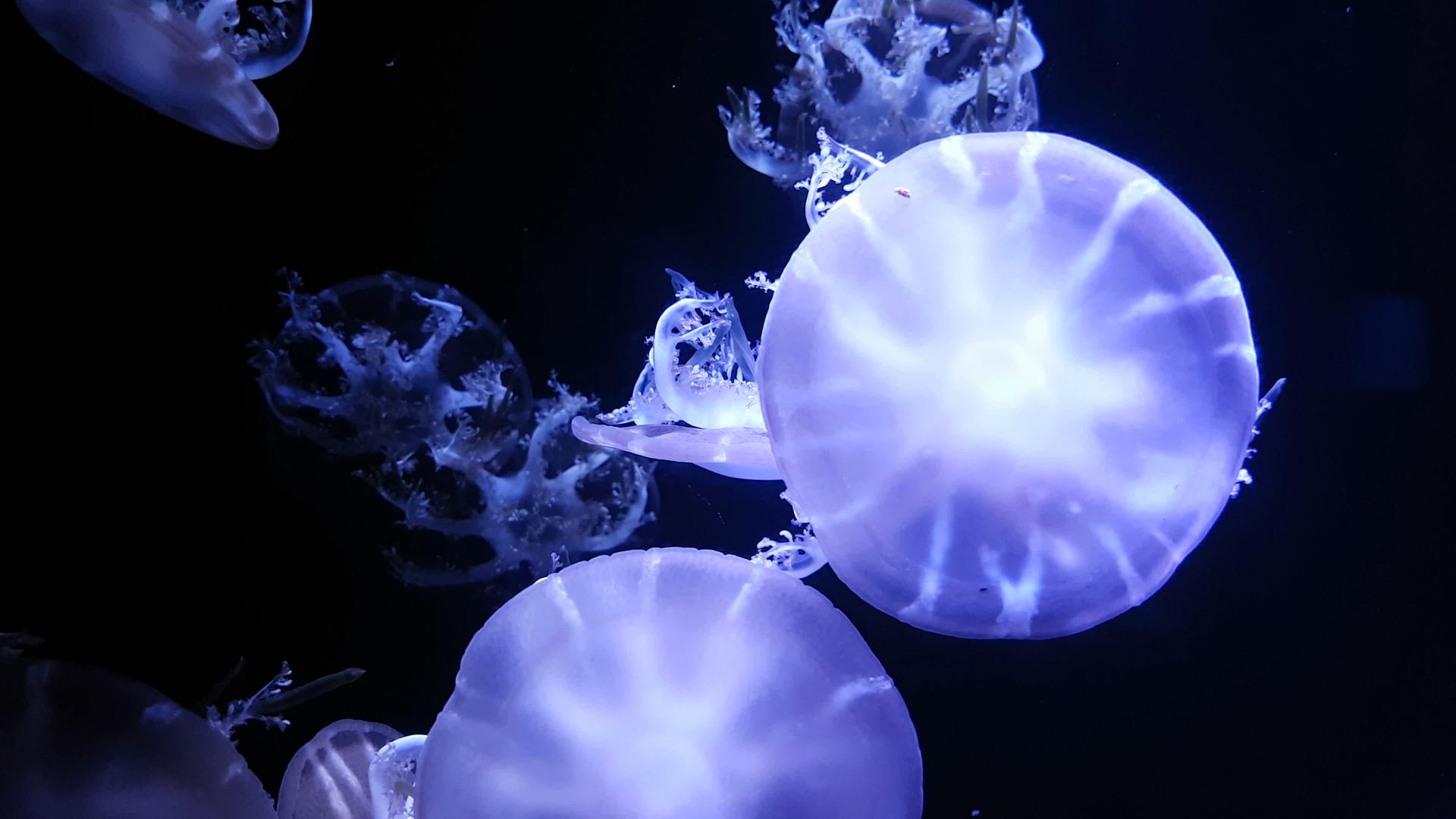 荧光水母在水族馆池中游泳视频的预览图