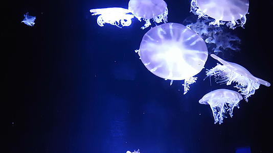 一群荧光水母在水族馆的池塘里游泳视频的预览图