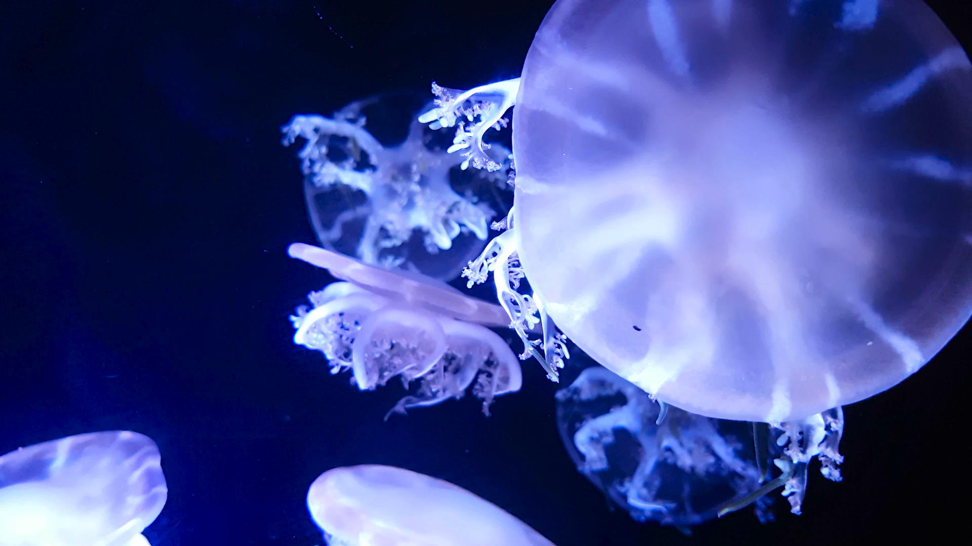 荧光水母在水族馆池中游泳视频的预览图
