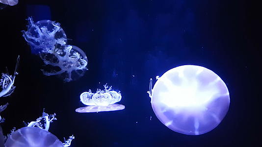 荧光水母在水族馆池中游泳视频的预览图