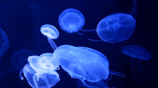 4K一群荧光水母在水族馆的池塘里游泳视频的预览图
