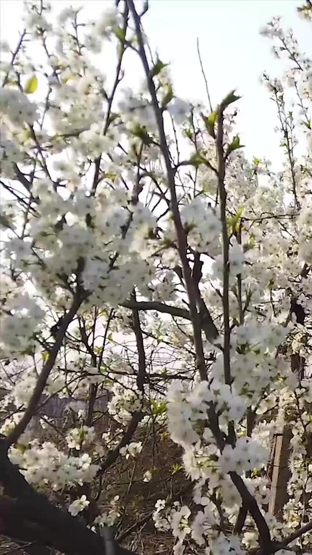 春暖花开的花朵视频的预览图