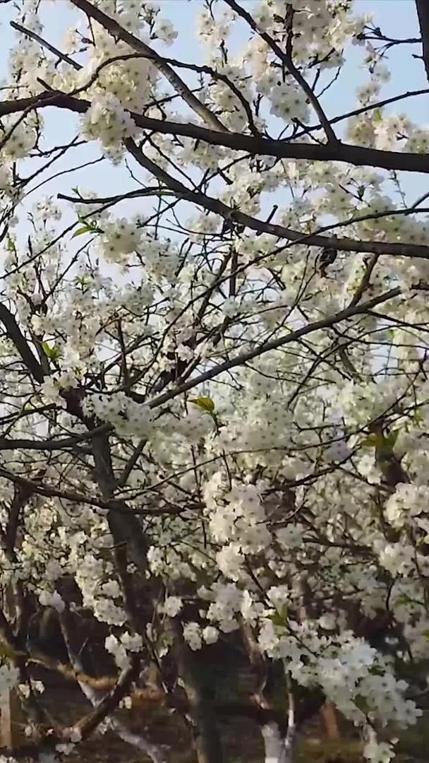 春暖花开的花朵视频的预览图