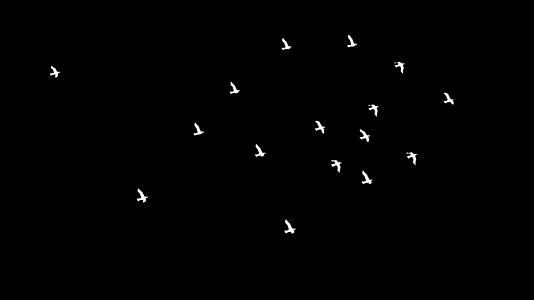三维群鸟动画视频的预览图