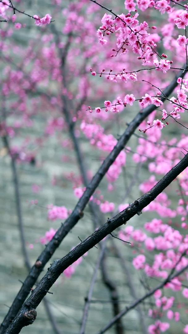 春暖花开的风景美丽素材视频的预览图