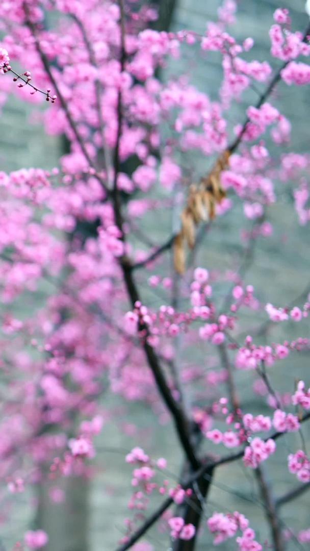 春暖花开的风景美丽素材视频的预览图