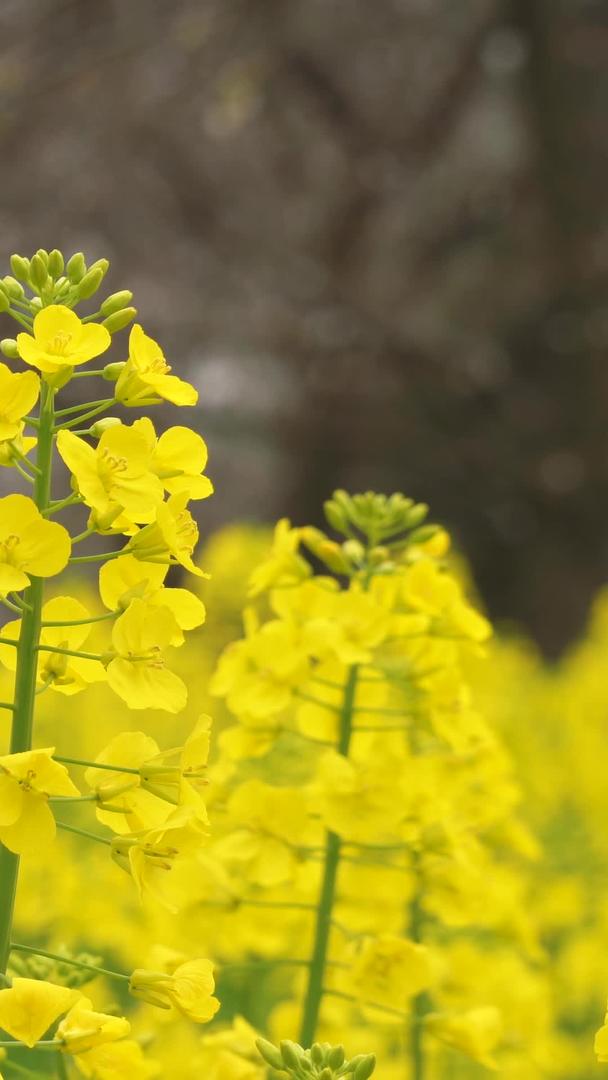 春季微距拍摄黄色油菜花素材视频的预览图