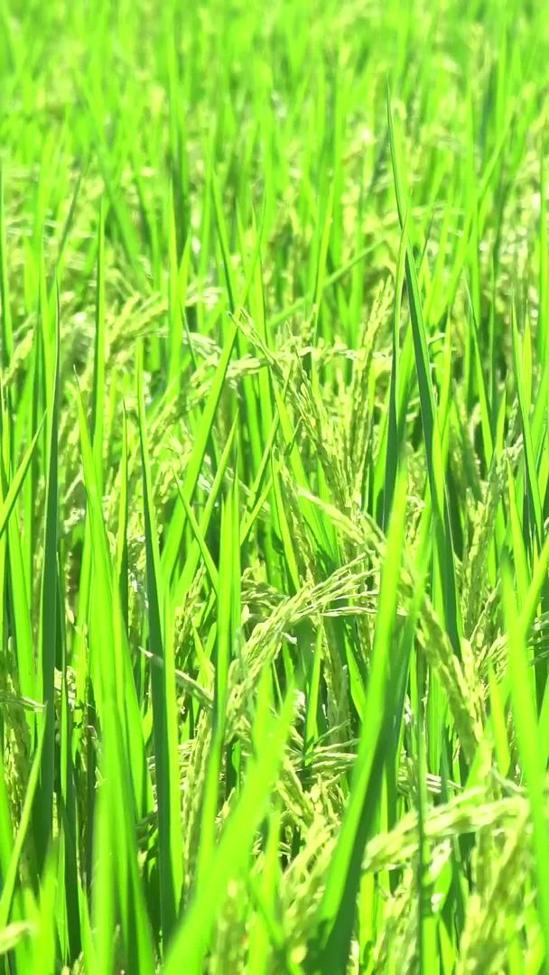 田间水稻在实拍农田中的收集视频的预览图