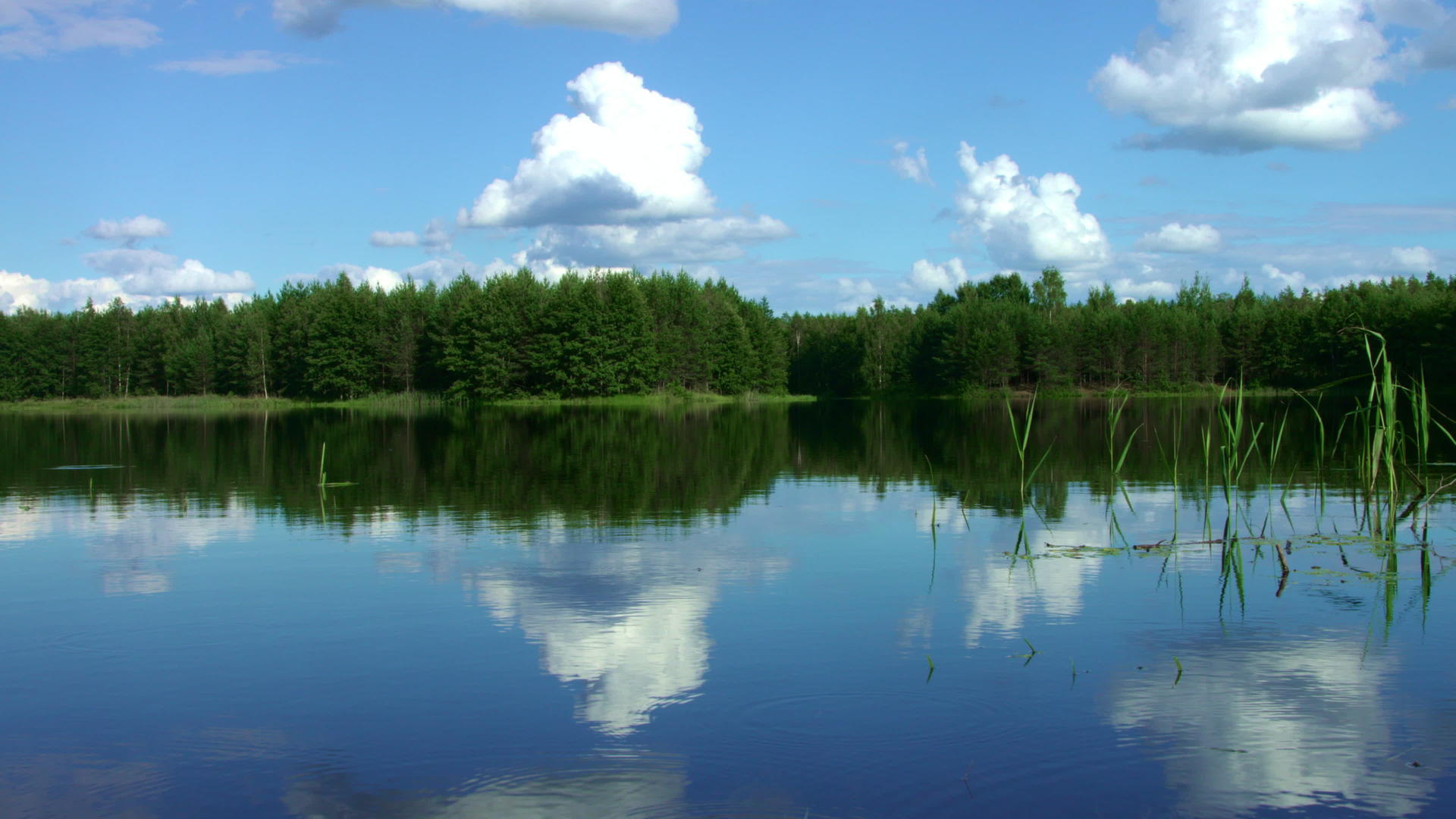 森林湖很美松中有平静的水视频的预览图