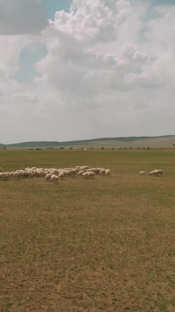 5k航拍蓝天下草原上奔跑的羊群视频的预览图