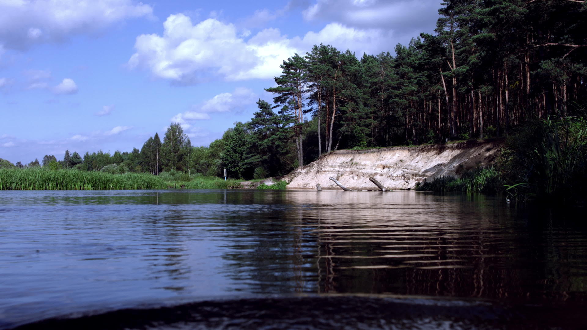 美丽的风景松林生长在湖边的沙崖上视频的预览图