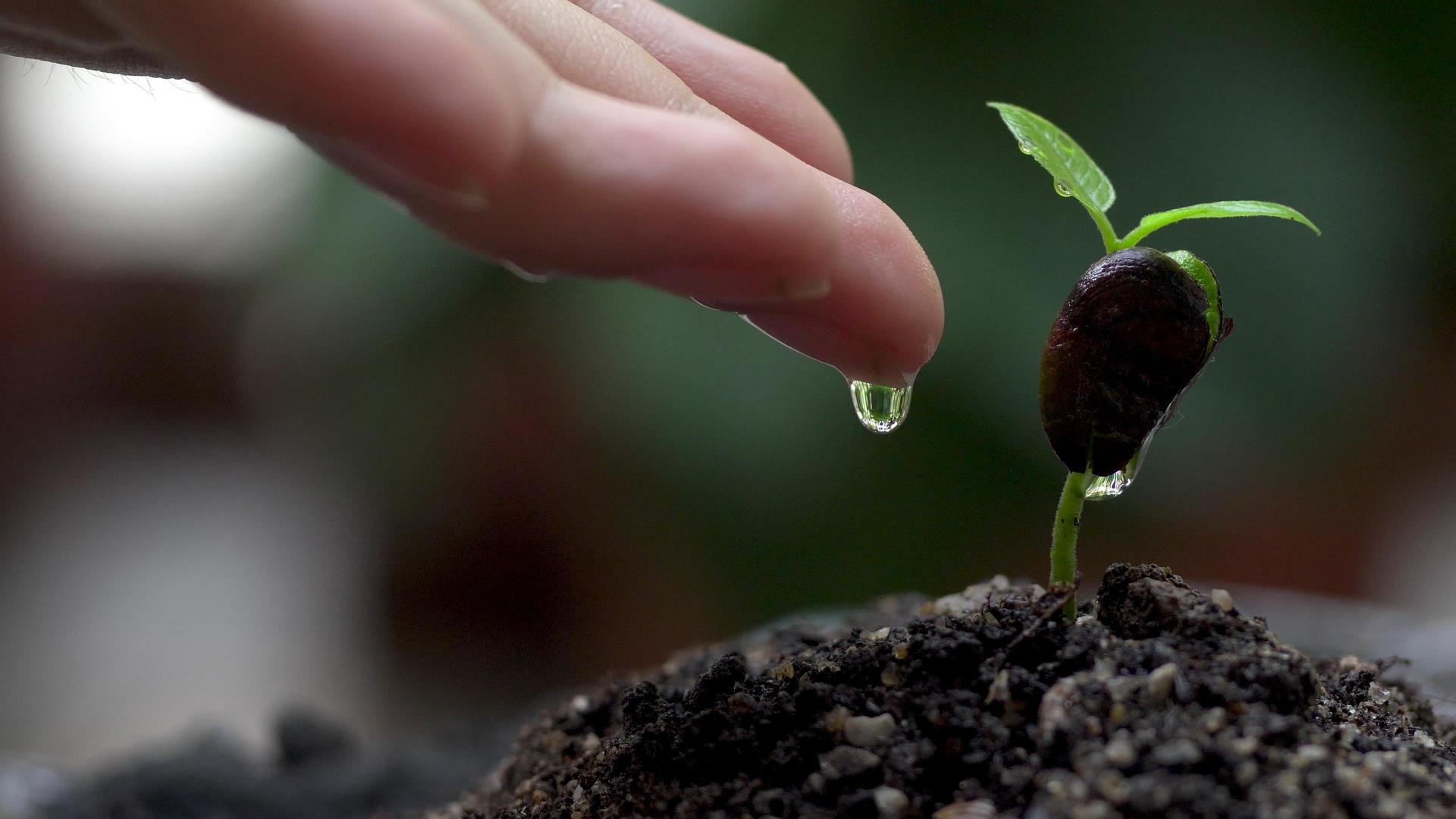 滋养植物生命成长视频的预览图
