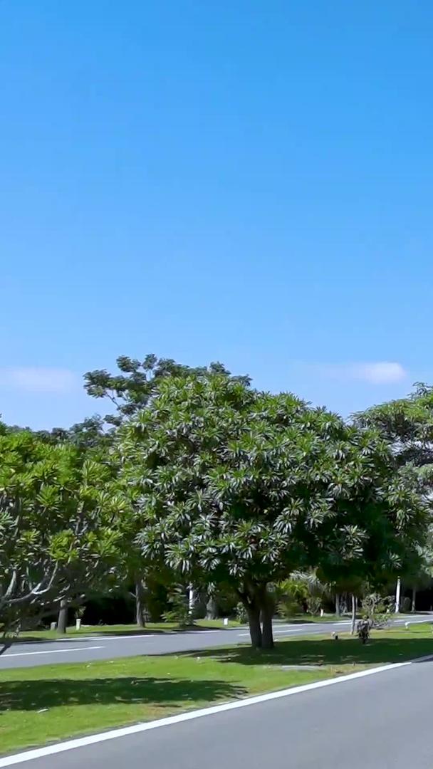 视角拍摄海南椰林大道交通视频素材视频的预览图