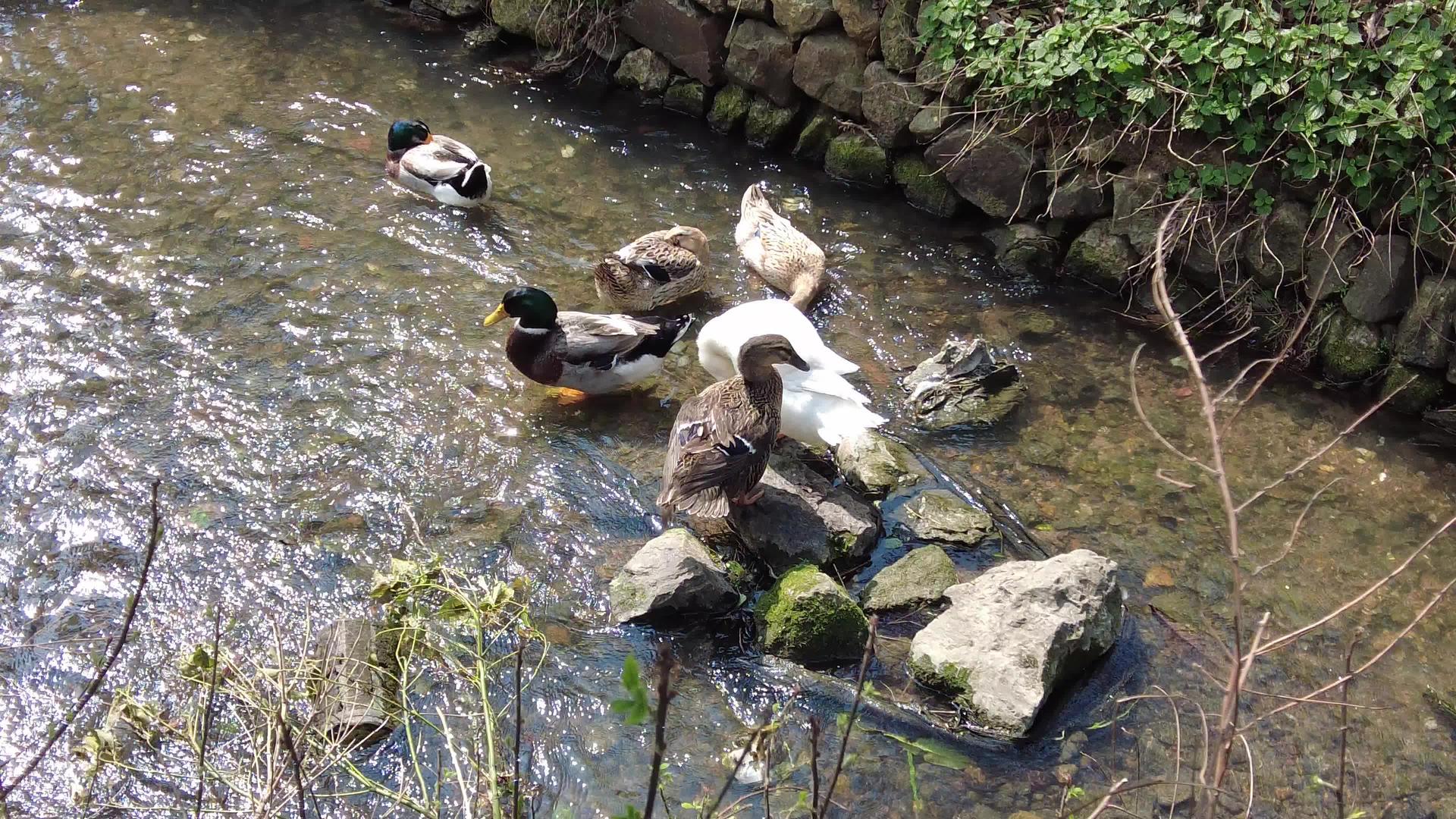 农村放养散养鸭实拍视频的预览图