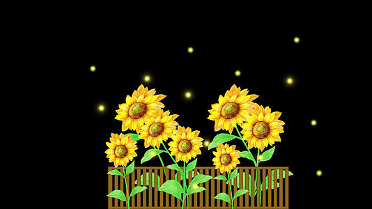 木栏和向日葵视频的预览图