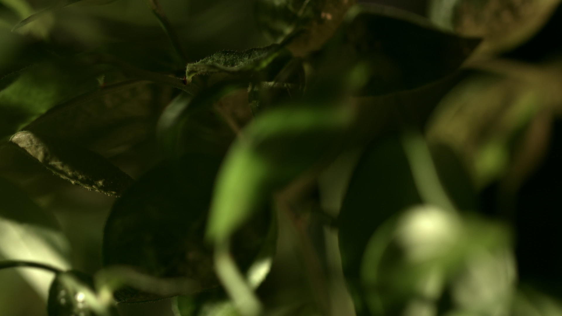 绿叶植物之间视频的预览图