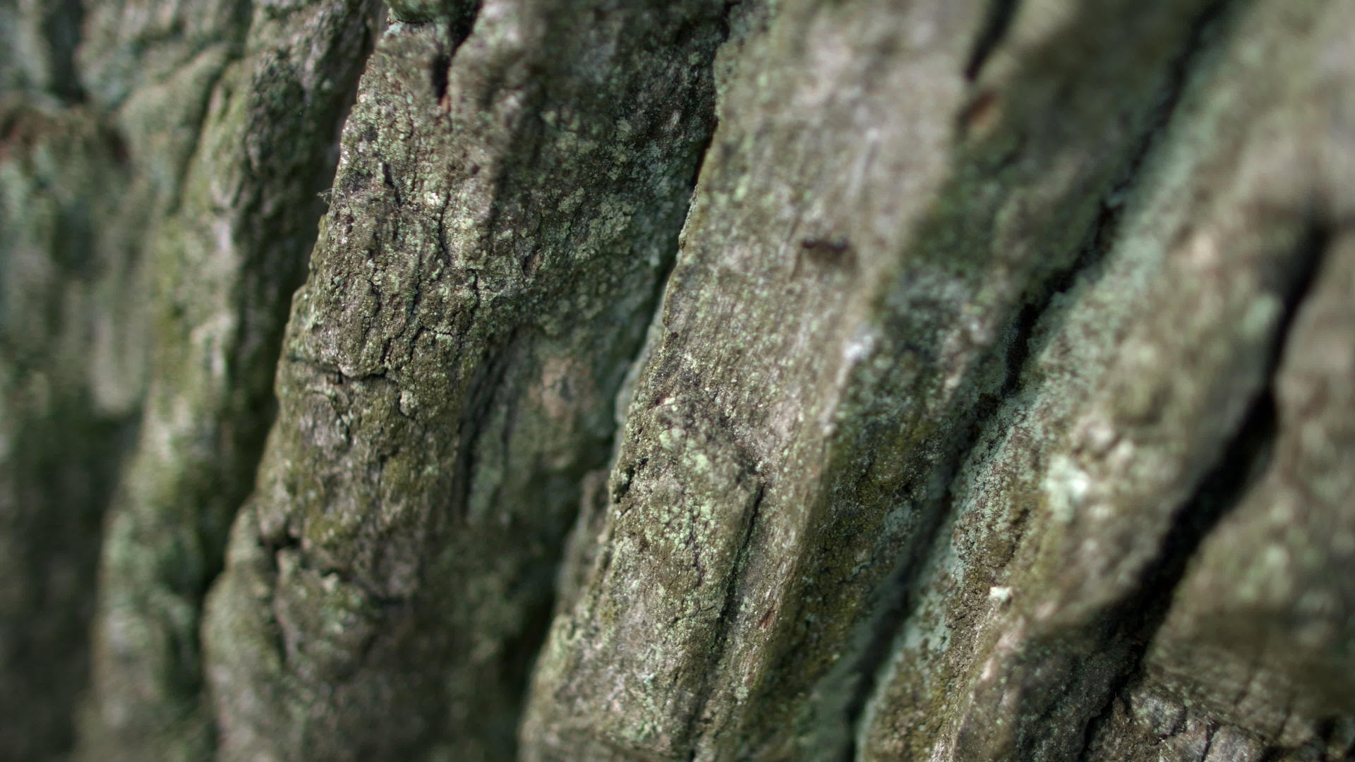 黑蚂蚁爬在森林的黑暗树皮上视频的预览图