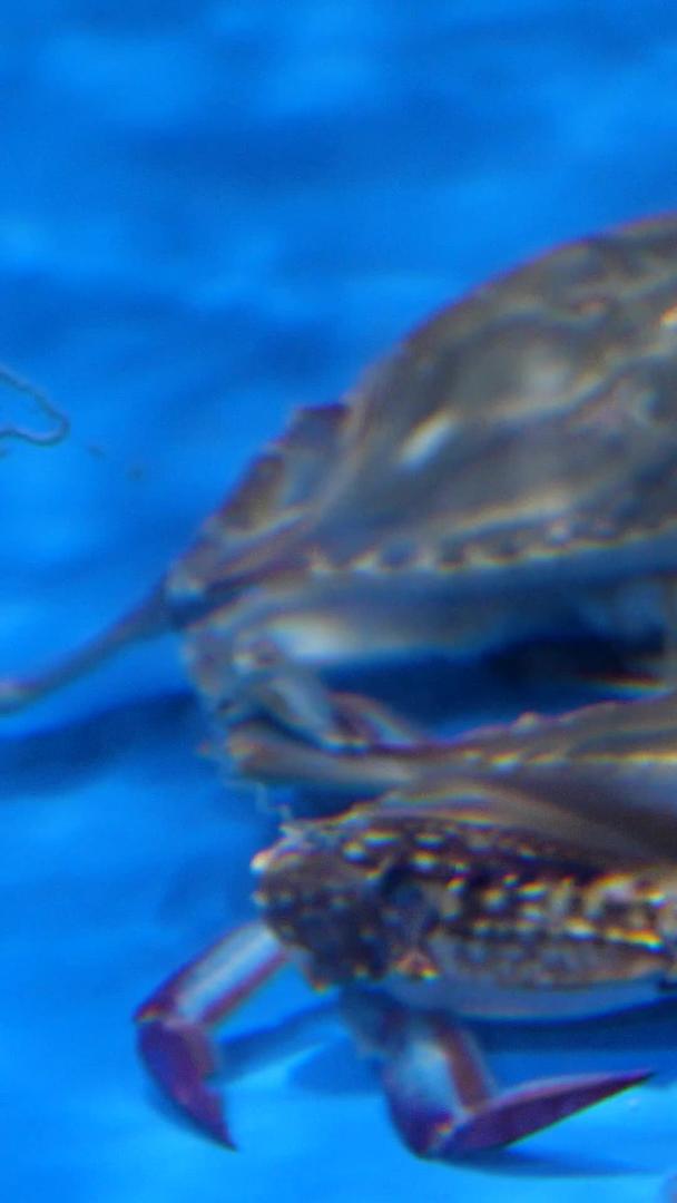 梭子蟹蟹蟹海鲜水产食品食材视频的预览图