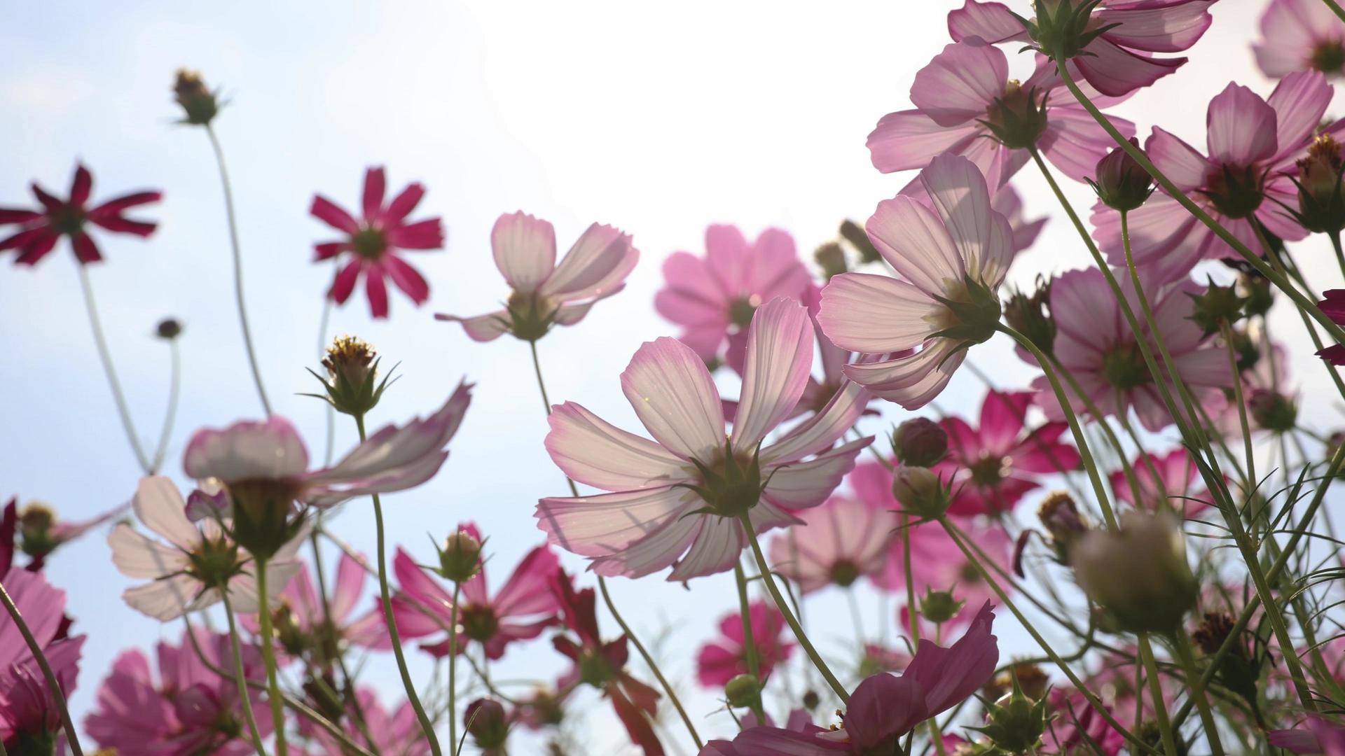 夏季蓝天下的花朵雏菊视频的预览图