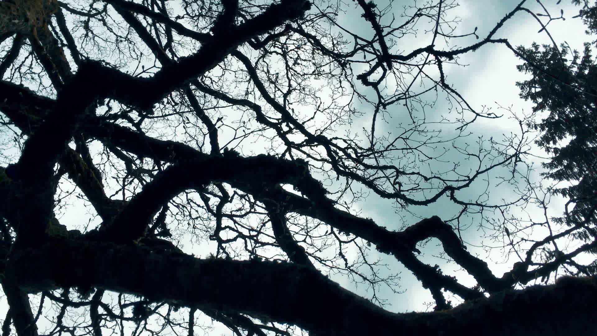 蓝天背景的树枝视频的预览图