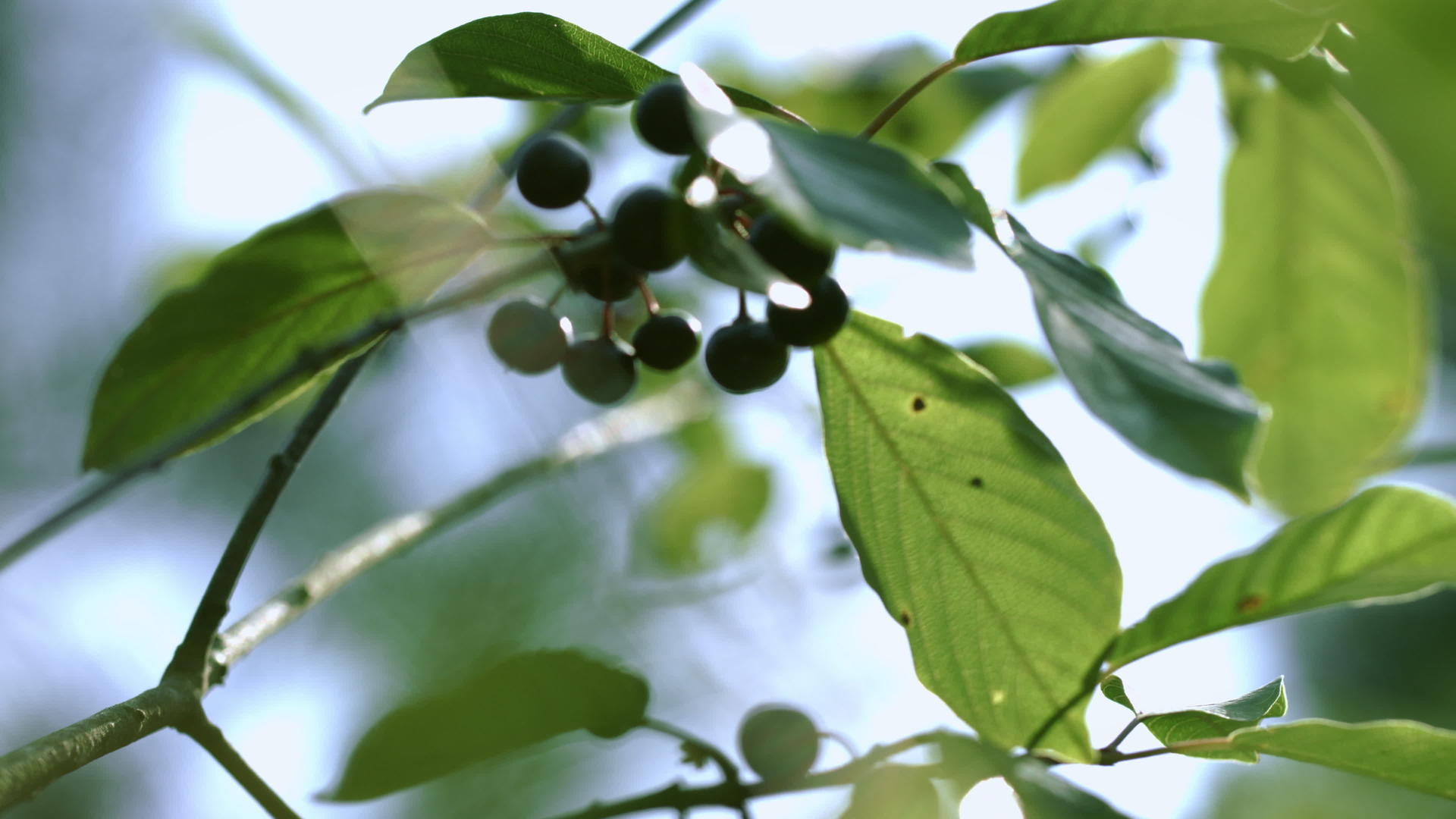 在风上挥舞着黑色浆果的弗朗古拉藻树枝视频的预览图